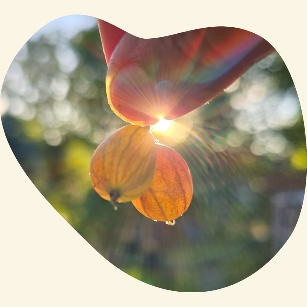 A bunch of gooseberries held in fingers, hanging beautifully, with sunset in background