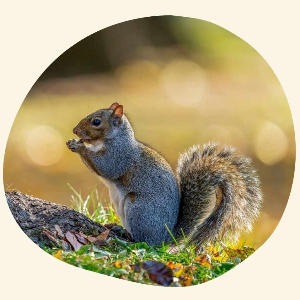 A squirrel eating a nut while sitting on ground