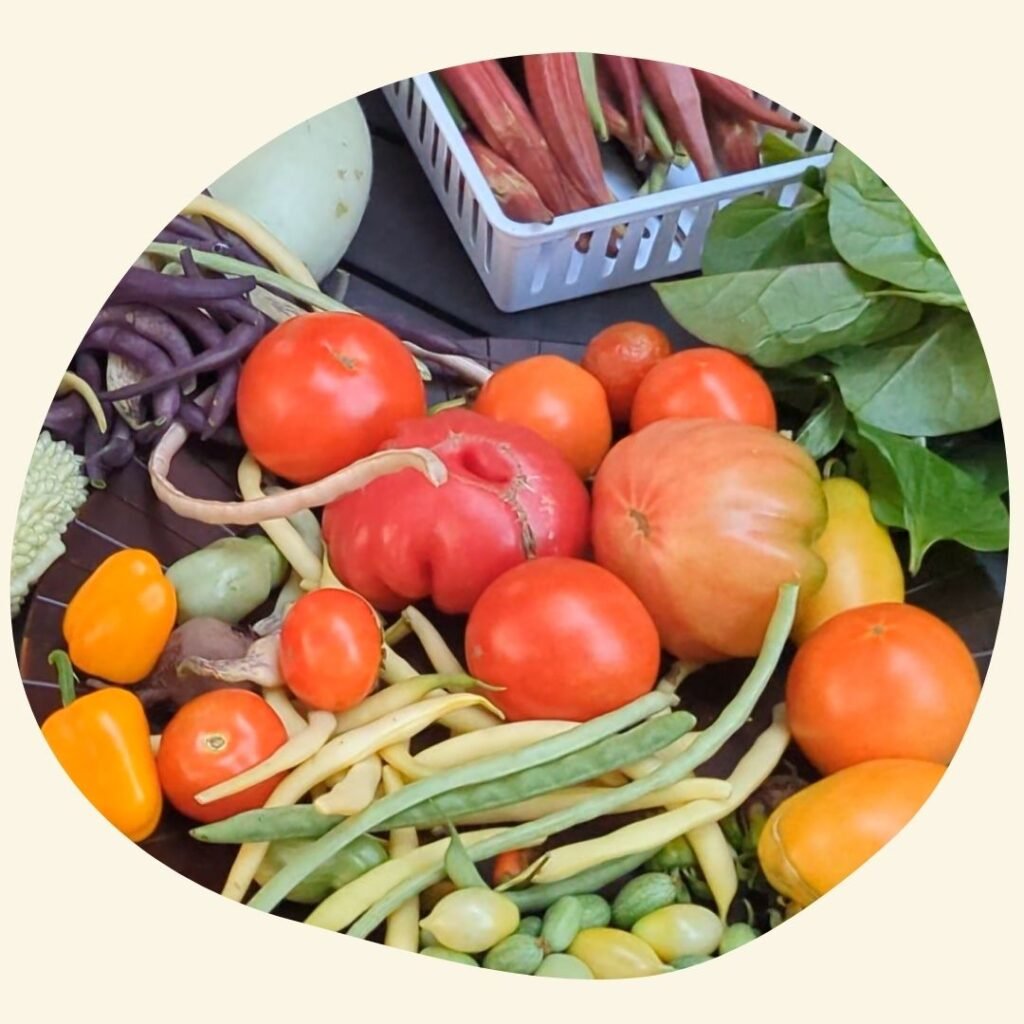 Lots of freshly harvested vegetables on display on a table. It includes ripe tomatoes, beans, okra, cucumbers, peppers, kale.