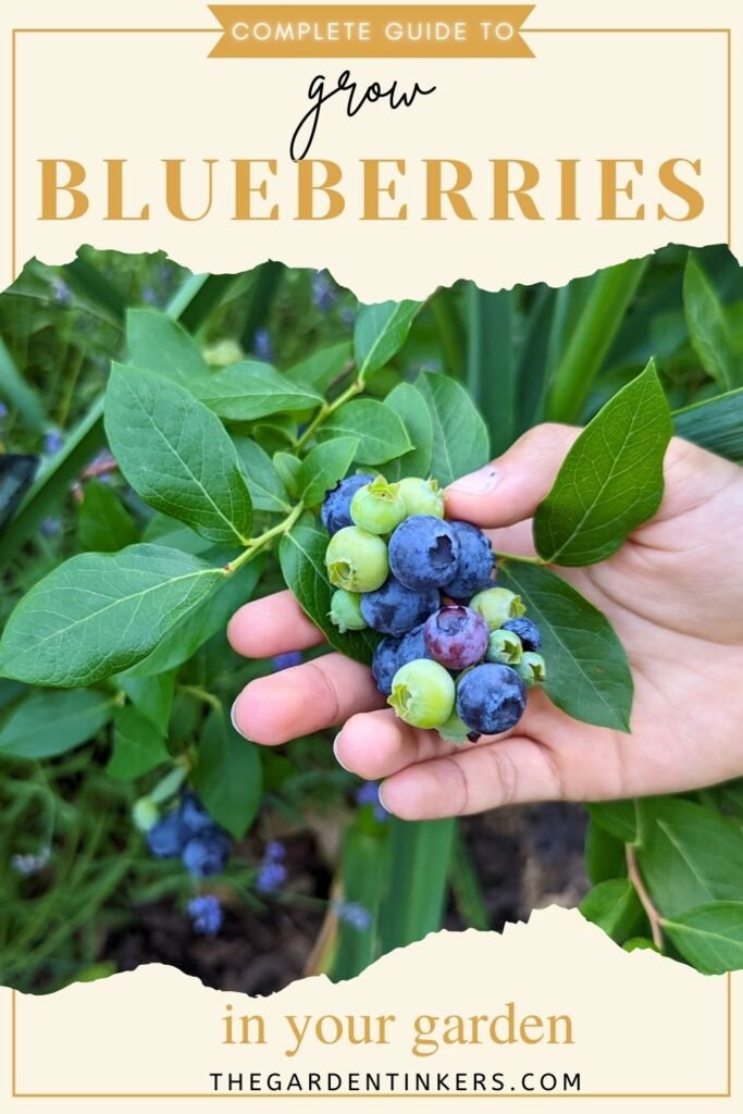 How to grow blueberry plants in your backyard, a complete guide.