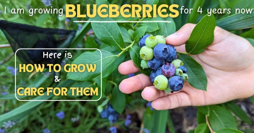 How to grow blueberry plants in your backyard, steps shared by an experienced gardener.