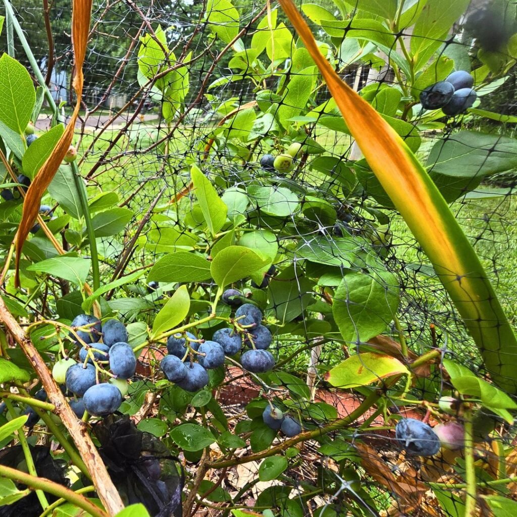 Lots of ripe blueberry bunches on a blueberry bush