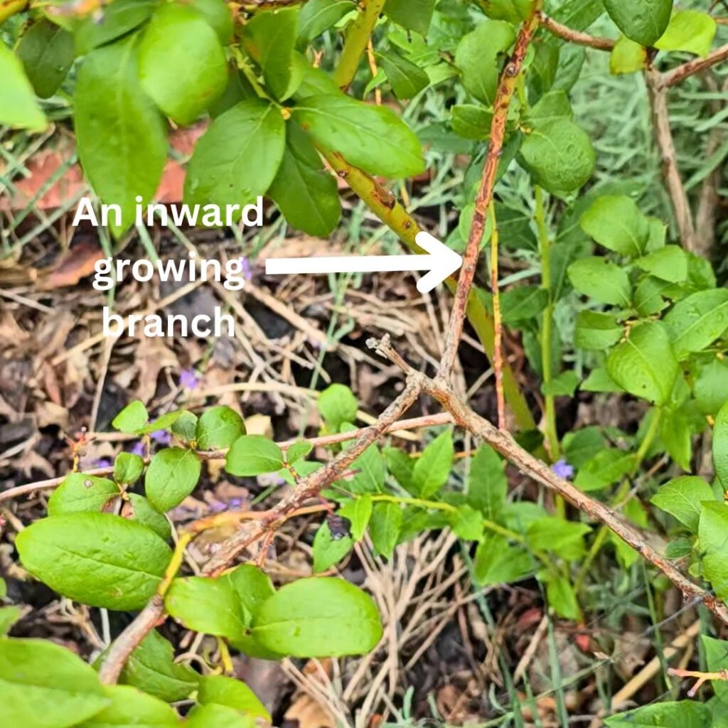 An example of how inward growing blueberry branches look like; these should be pruned to improve air circulation.