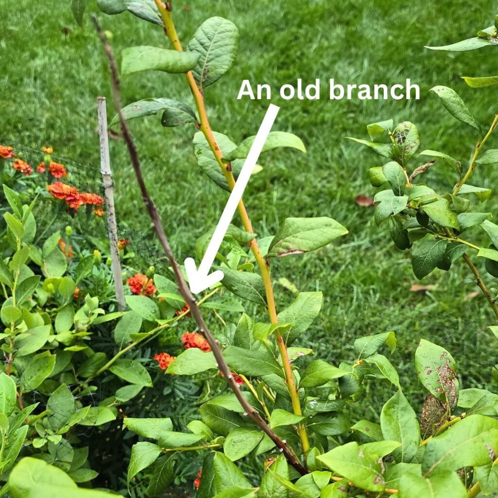 An example of how old blueberry branches look like; these should be pruned first