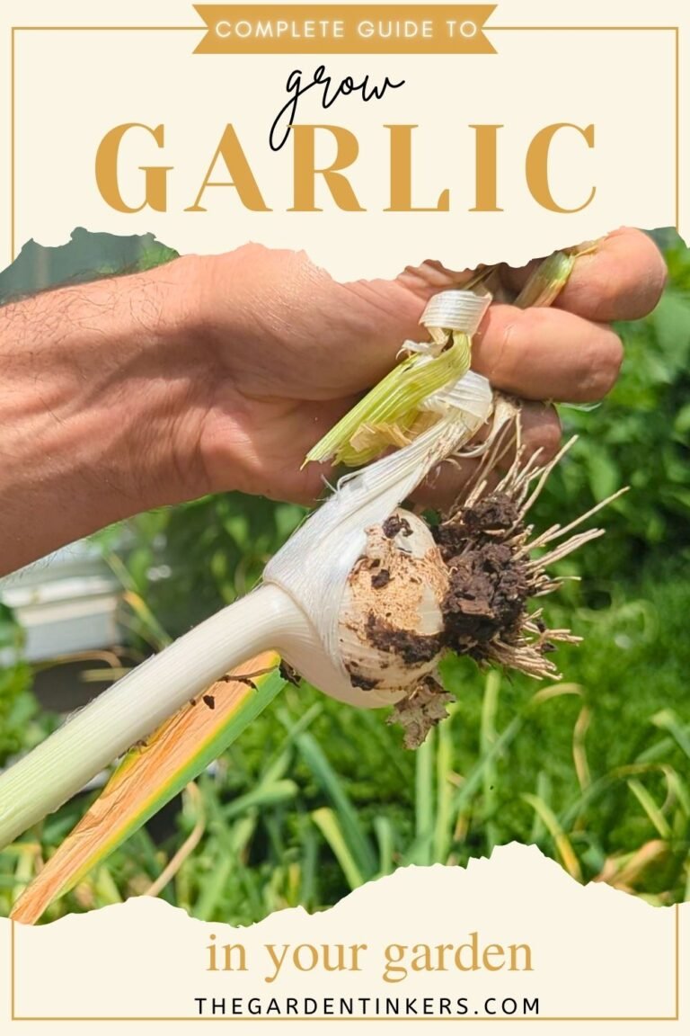 A step-by-step tutorial on how to grow garlic in your backyard.