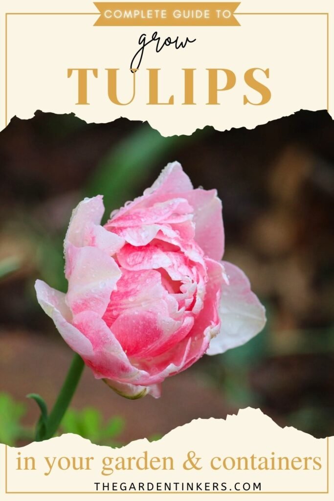 How to grow tulips in containers and ground, a complete guide