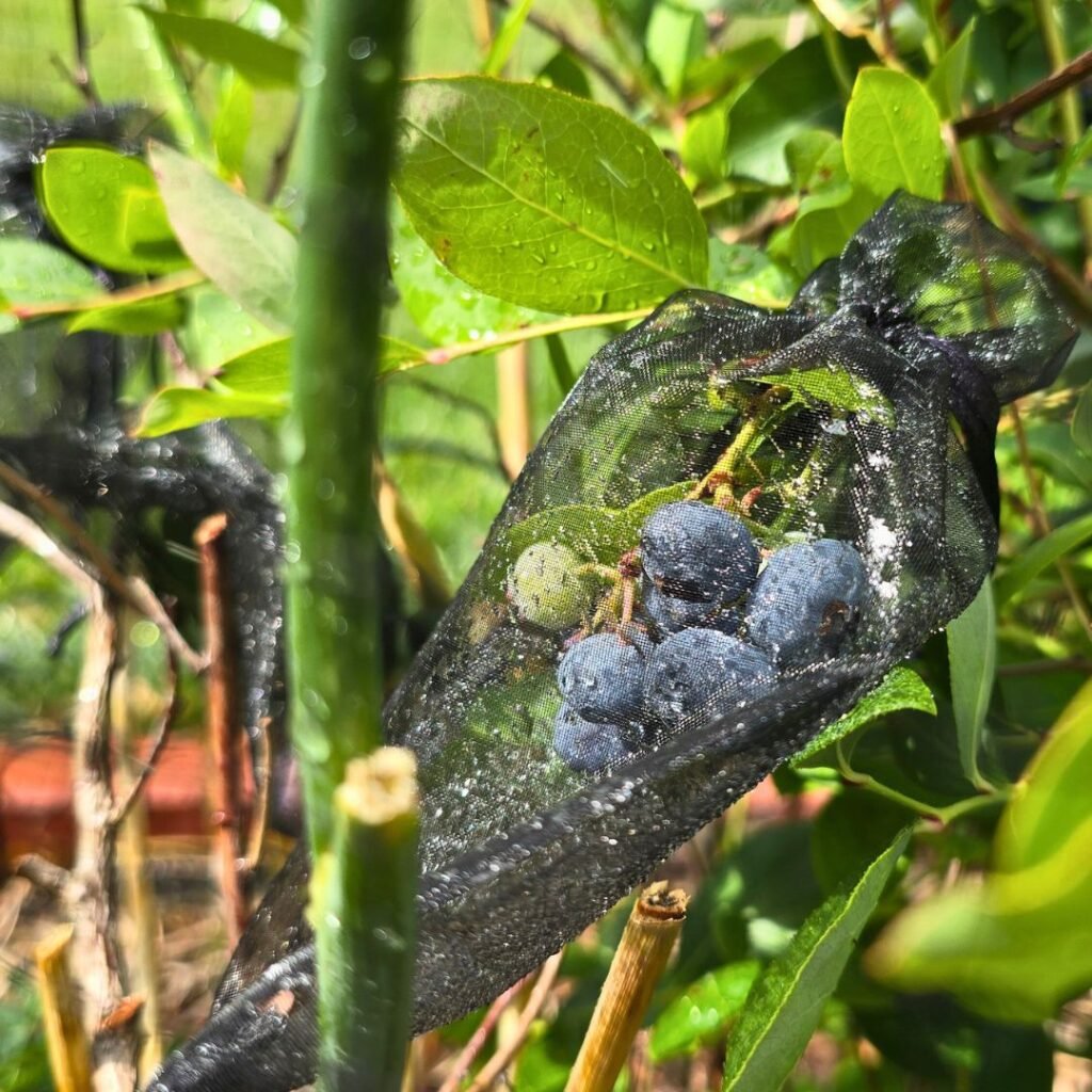 A bunch of ripe blueberries on a blueberry plant, covered with black organza bags to keep birds out.