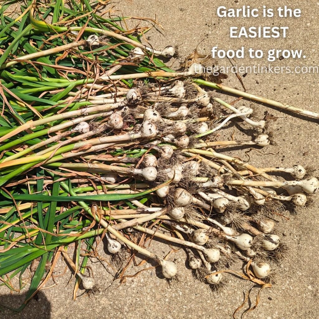 A small pile of garlic harvested from our front yard garden.