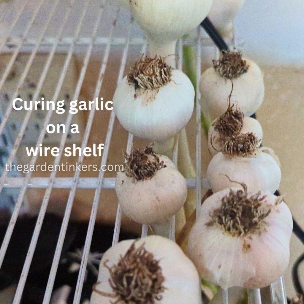 Curing garlic on a wire shelf, to prepare it for storage.