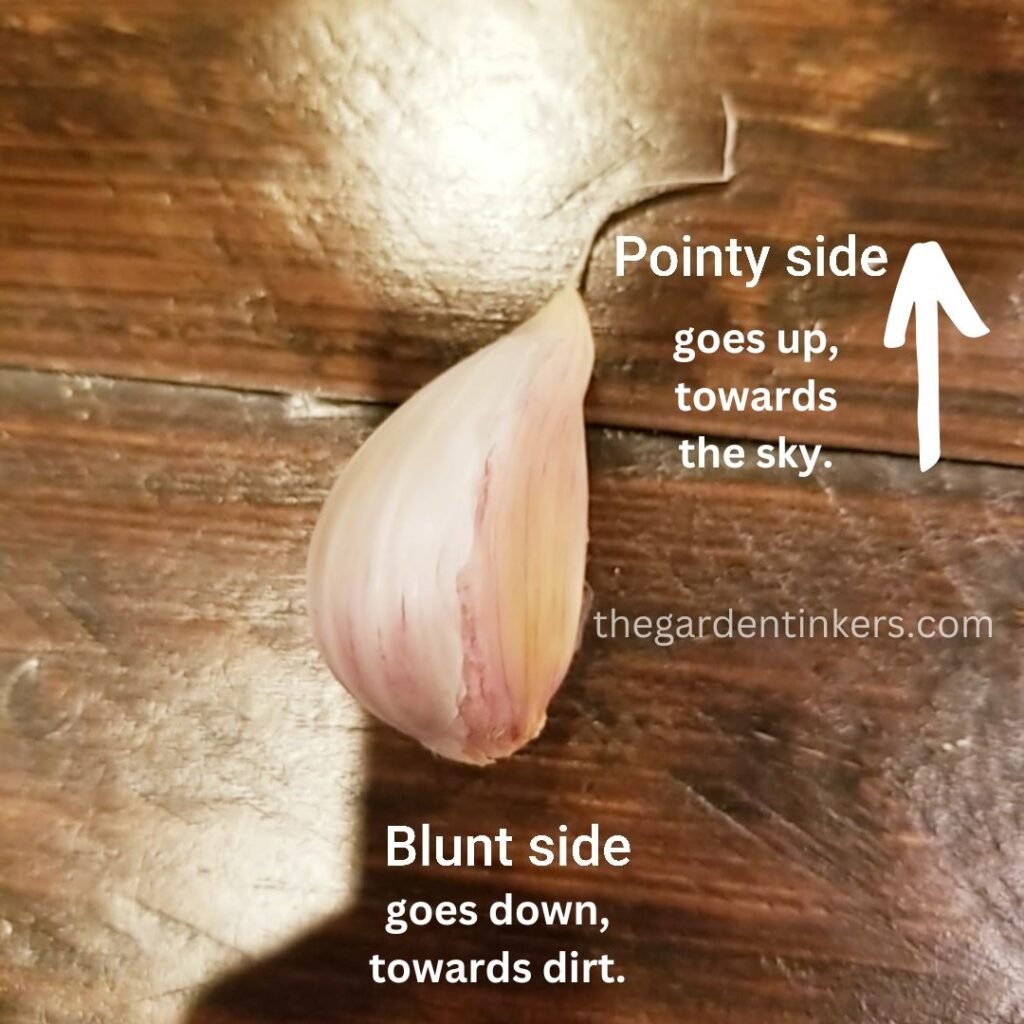 The pointy end should face the sky, and blunt end should face the dirt when planting a garlic bulb.