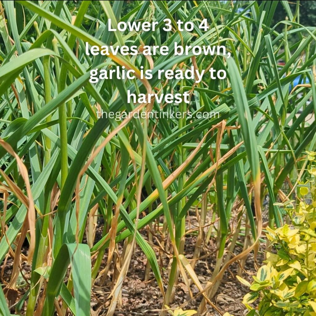 Garlic is ready to harvest when the bottom 3 to 4 leaves turn brown.