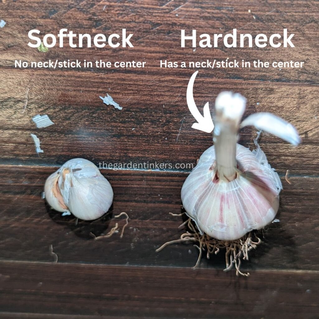 Showing the difference between hard-neck garlic & soft-neck garlic.