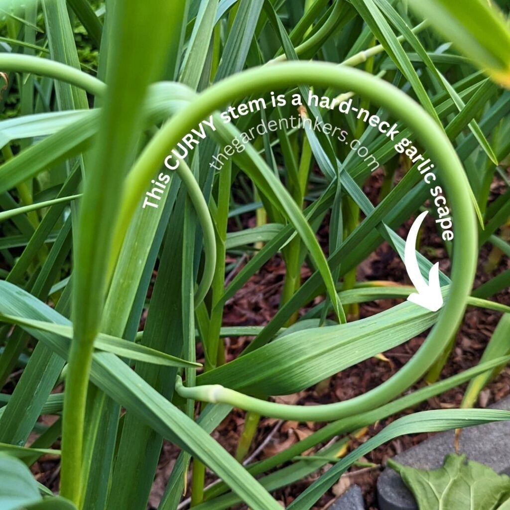 A garlic scape is the green neck that a hardneck garlic variety makes.