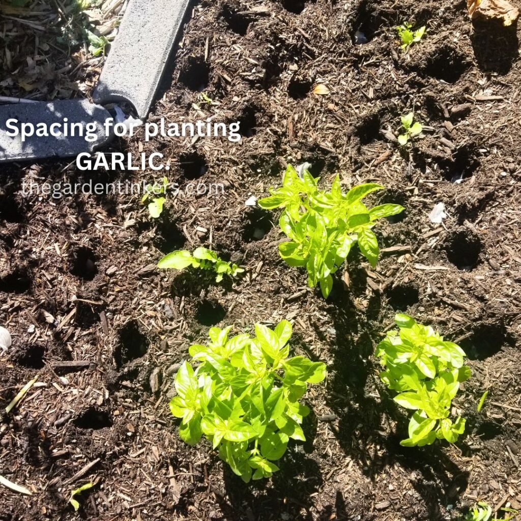 Dig hole at least 2 inches apart to plant garlic.