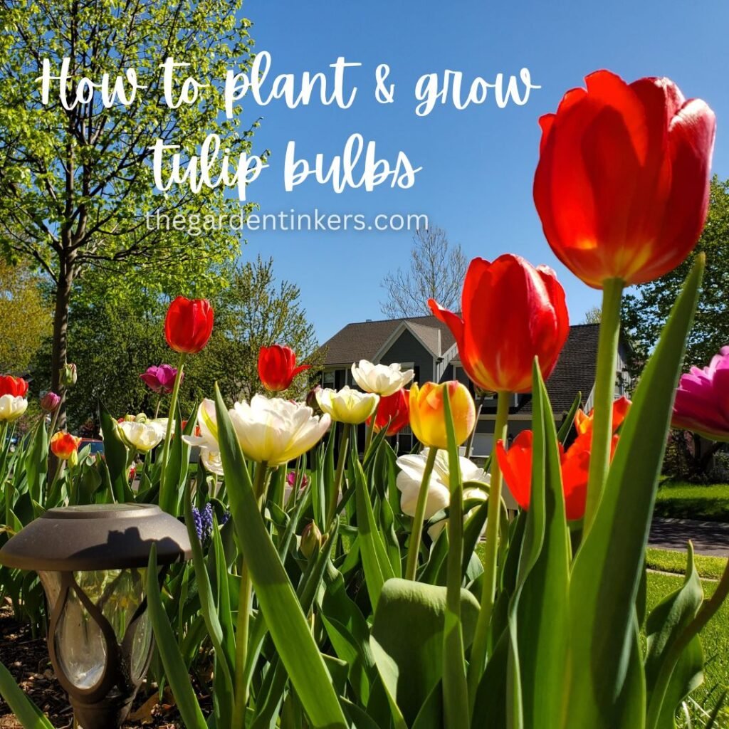 A complete guide to how to planting and growing tulips